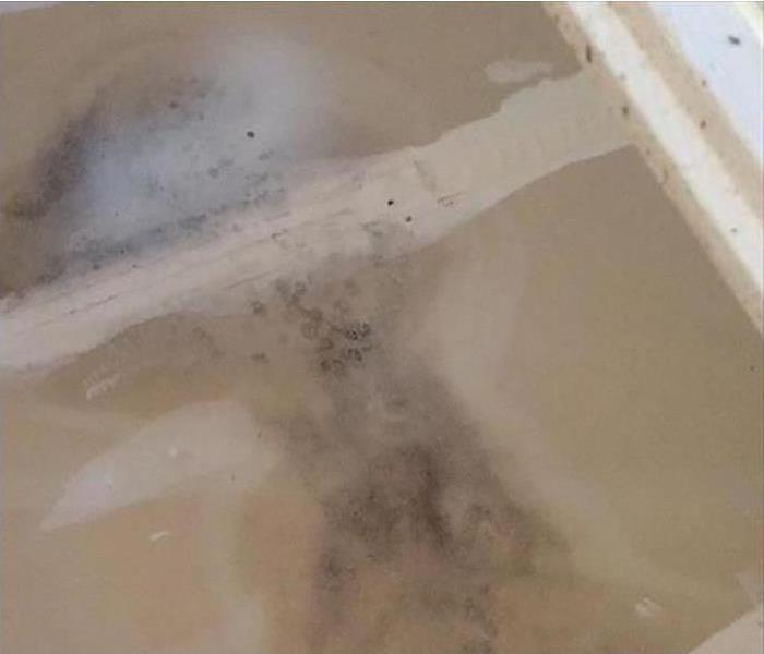 mold growing on ceiling
